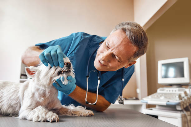 Best Emergency Denture Repair in Bayport, NY